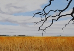 #146 'Branchin' Out'