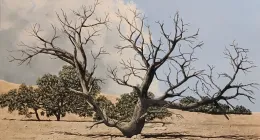 #288. "Canyonlands Tree"